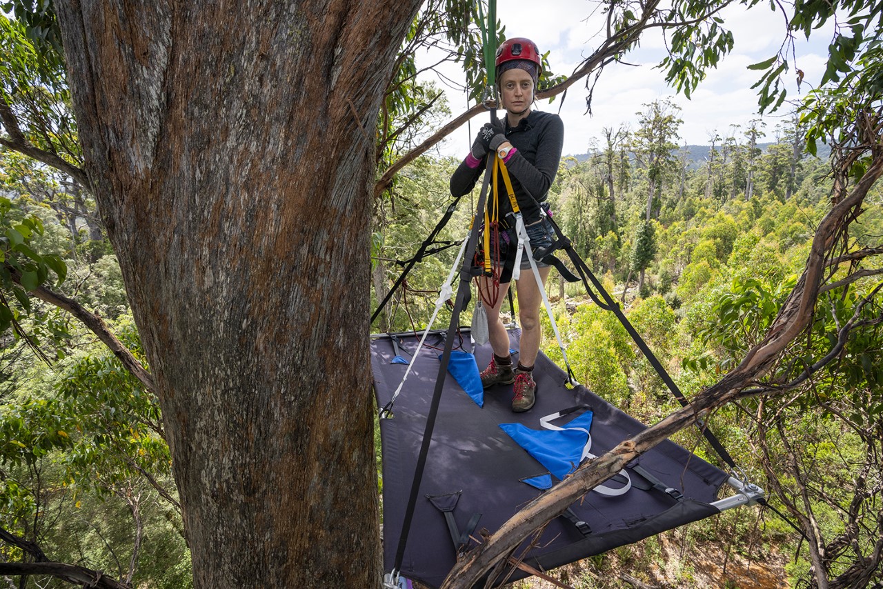 Reflections of a serial treesitter Dumbo Feather